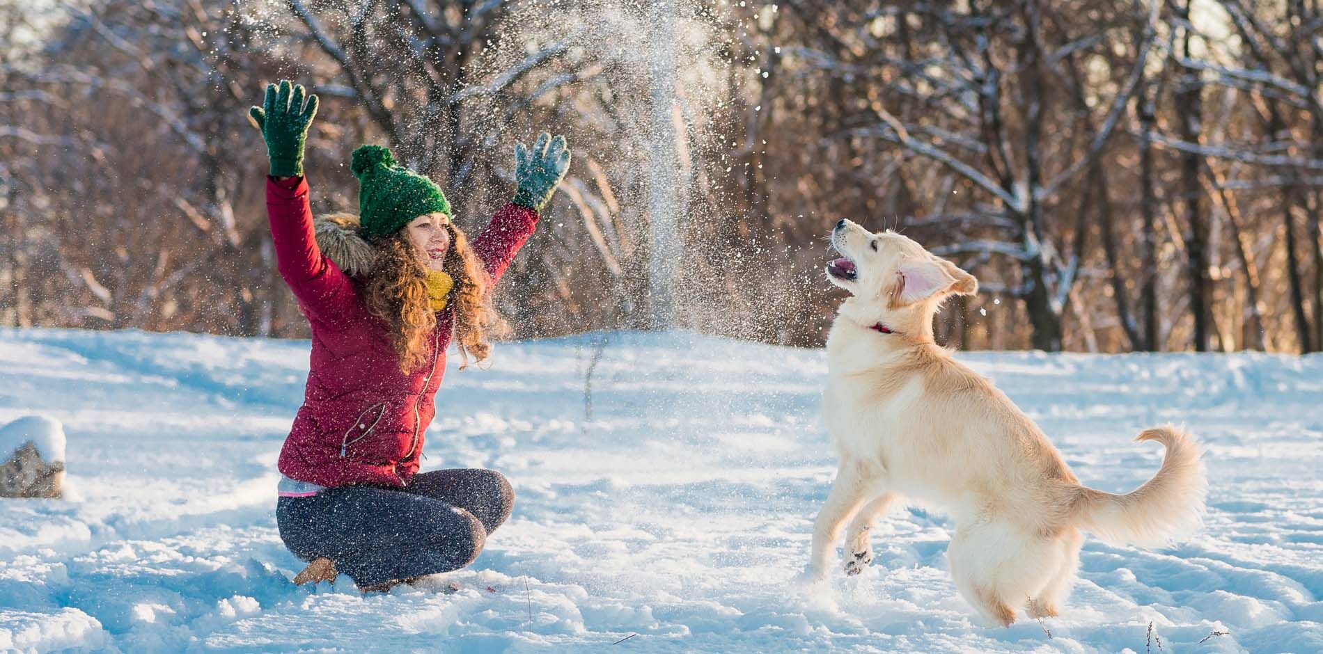Chiens bienvenus