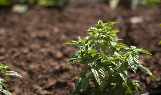 AGRIRESORT LEANO Piazza Armerina