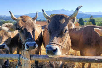 HOTEL GARNI TRAUBE (B&B) Schwellbrunn