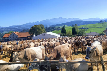 HOTEL GARNI TRAUBE (B&B) Schwellbrunn