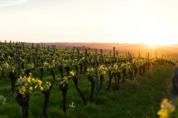 DEVA HOTEL RENCHTALBLICK Oberkirch